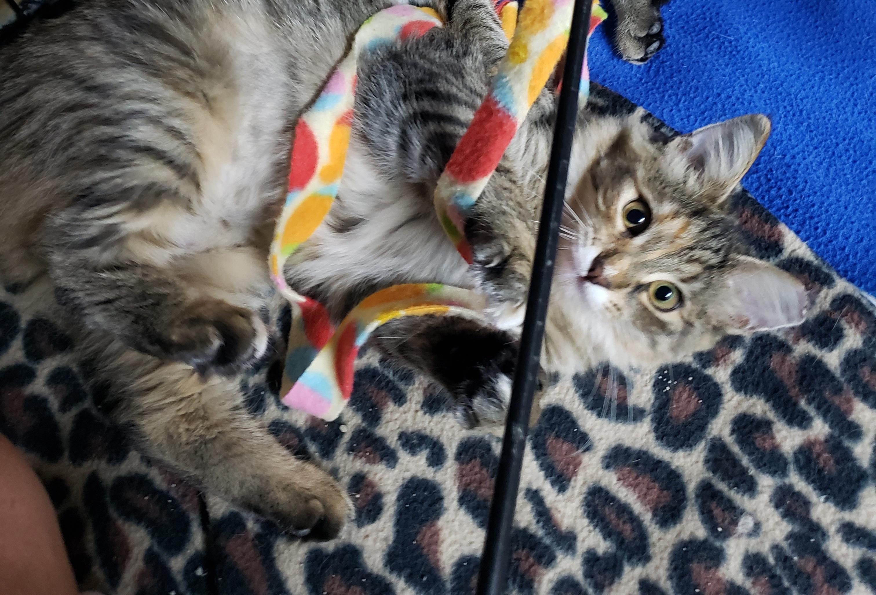 Enlarge Nosey, a Adoptable Tabby in Erwin, TN image 4/5