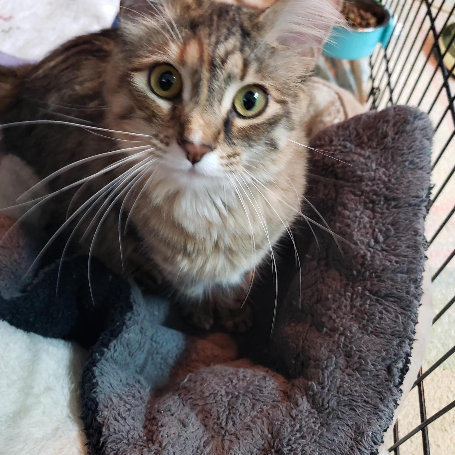 Enlarge Nosey, a Adoptable Tabby in Erwin, TN image 1/6