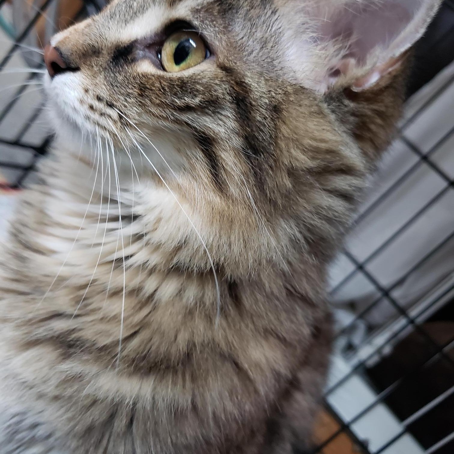 Enlarge Nosey, a Adoptable Tabby in Erwin, TN image 6/6