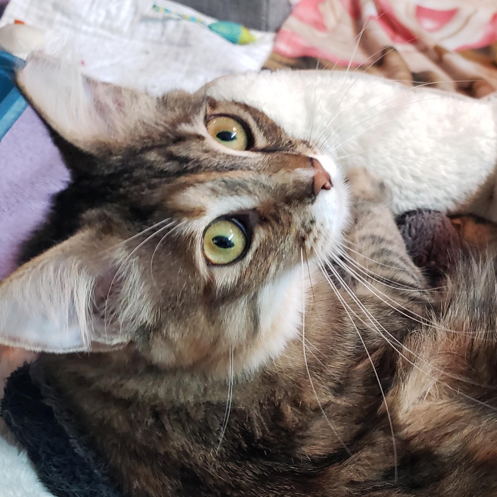 Enlarge Nosey, a Adoptable Tabby in Erwin, TN image 5/6