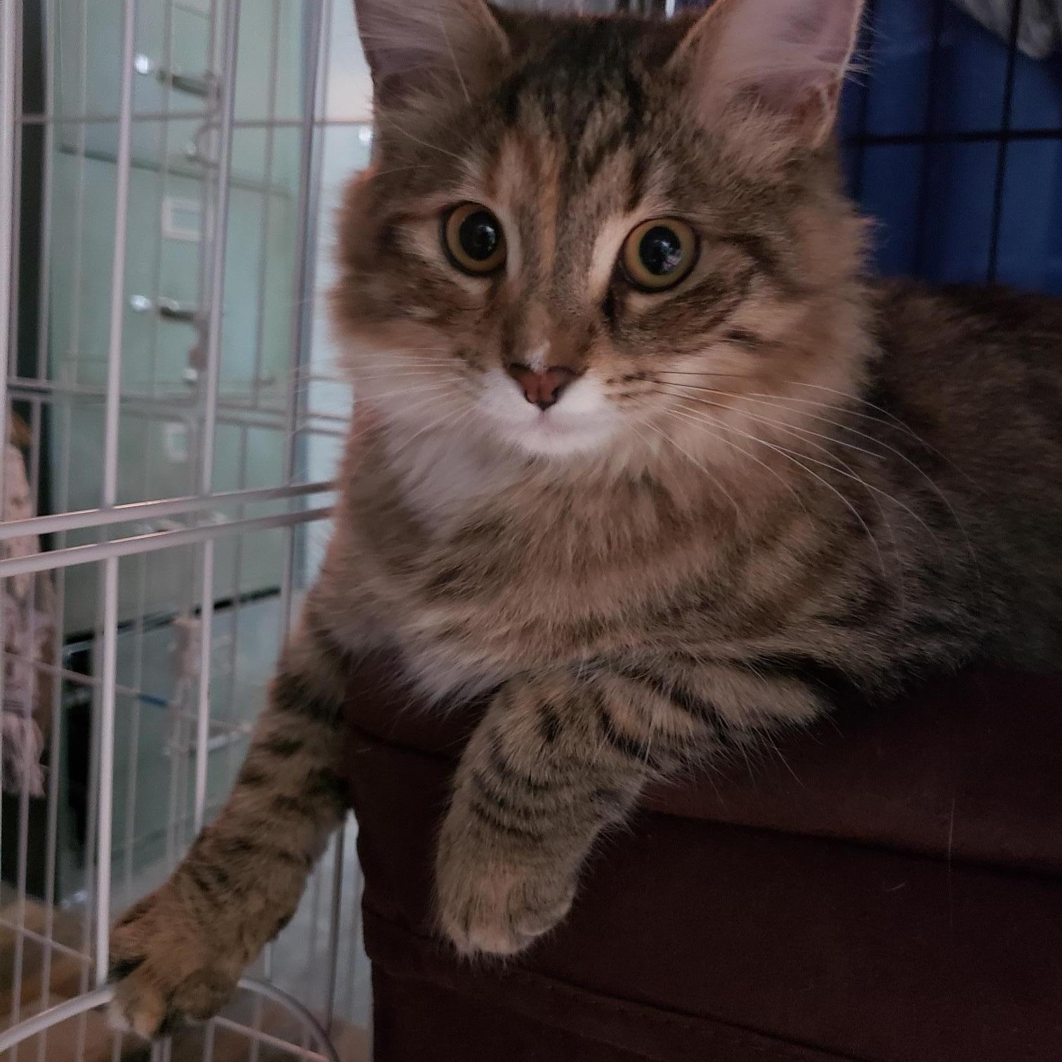 Enlarge Nosey, a Adoptable Tabby in Erwin, TN image 5/5