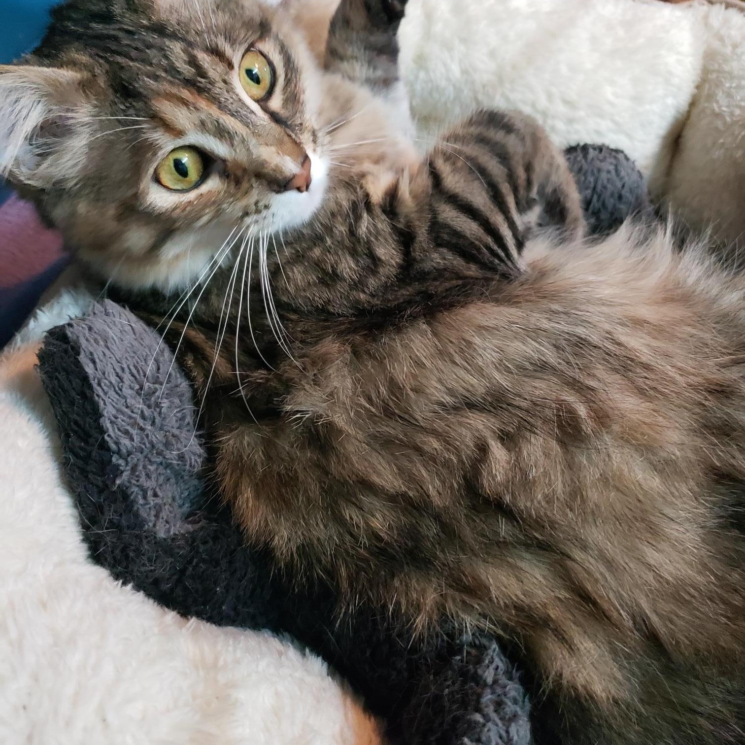 Enlarge Nosey, a Adoptable Tabby in Erwin, TN image 6/6