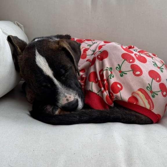 Blair (Billie), a Adoptable mixed breed in Cheektowaga , NY image 4/6