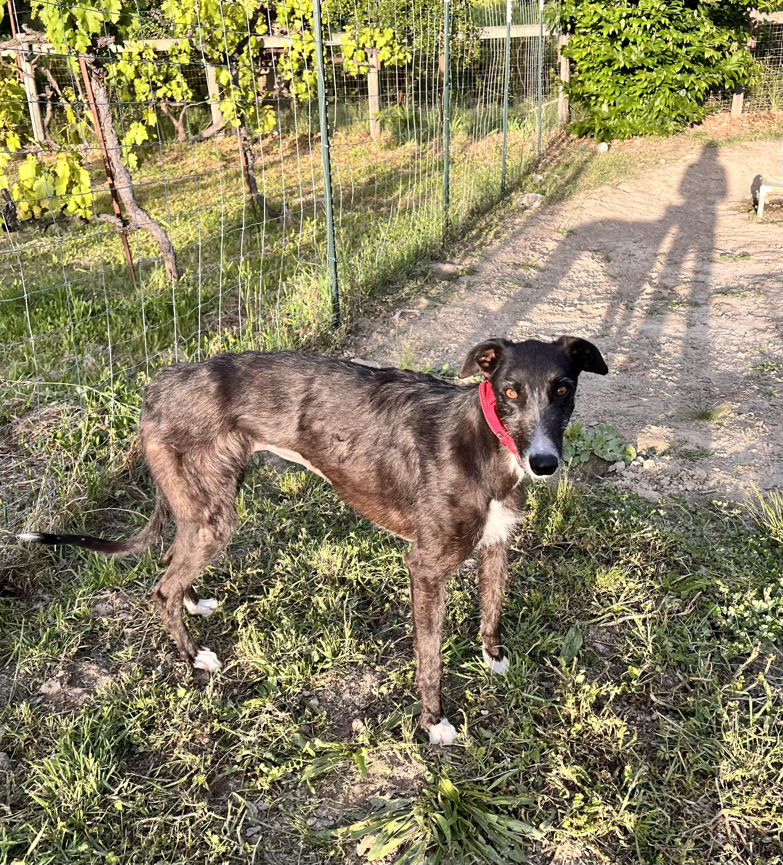 simone, a ADOPTABLE mixed breed in Santa Rosa, CA image 2/3