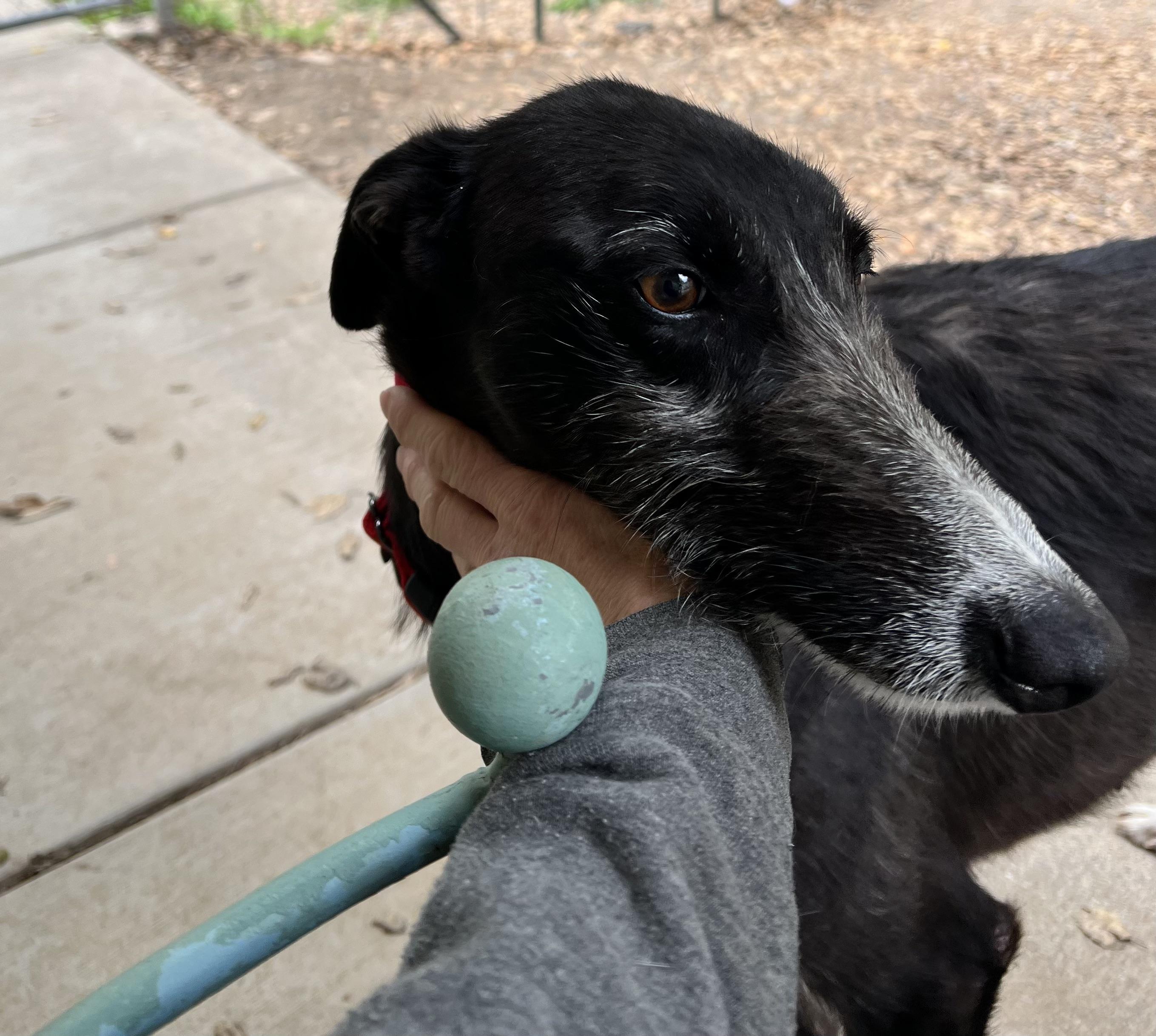 simone, a ADOPTABLE mixed breed in Santa Rosa, CA image 3/3