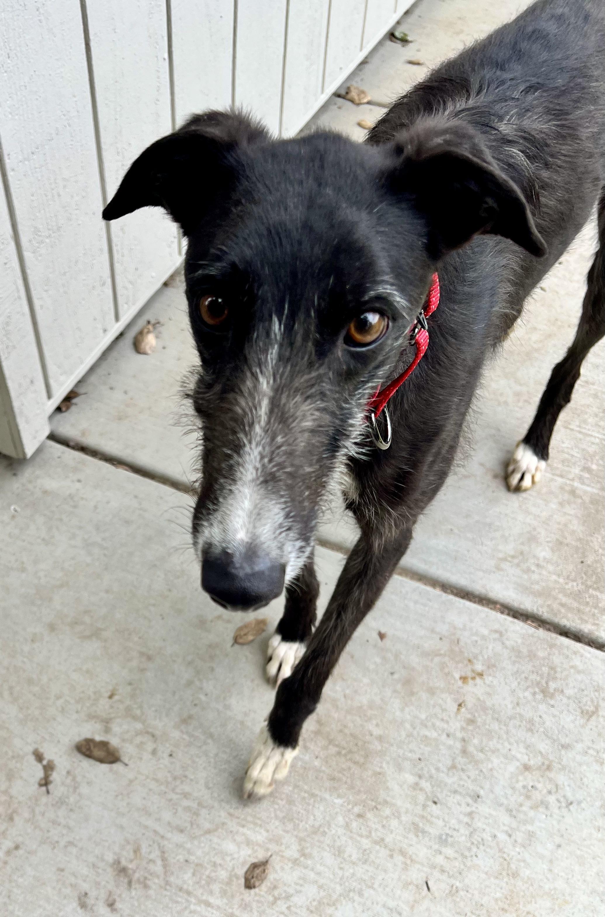simone, a ADOPTABLE mixed breed in Santa Rosa, CA image 1/3
