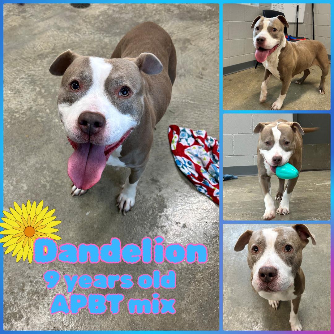 Enlarge Dandelion, a Adoptable Pit Bull Terrier in Franklin, IN image 1/1