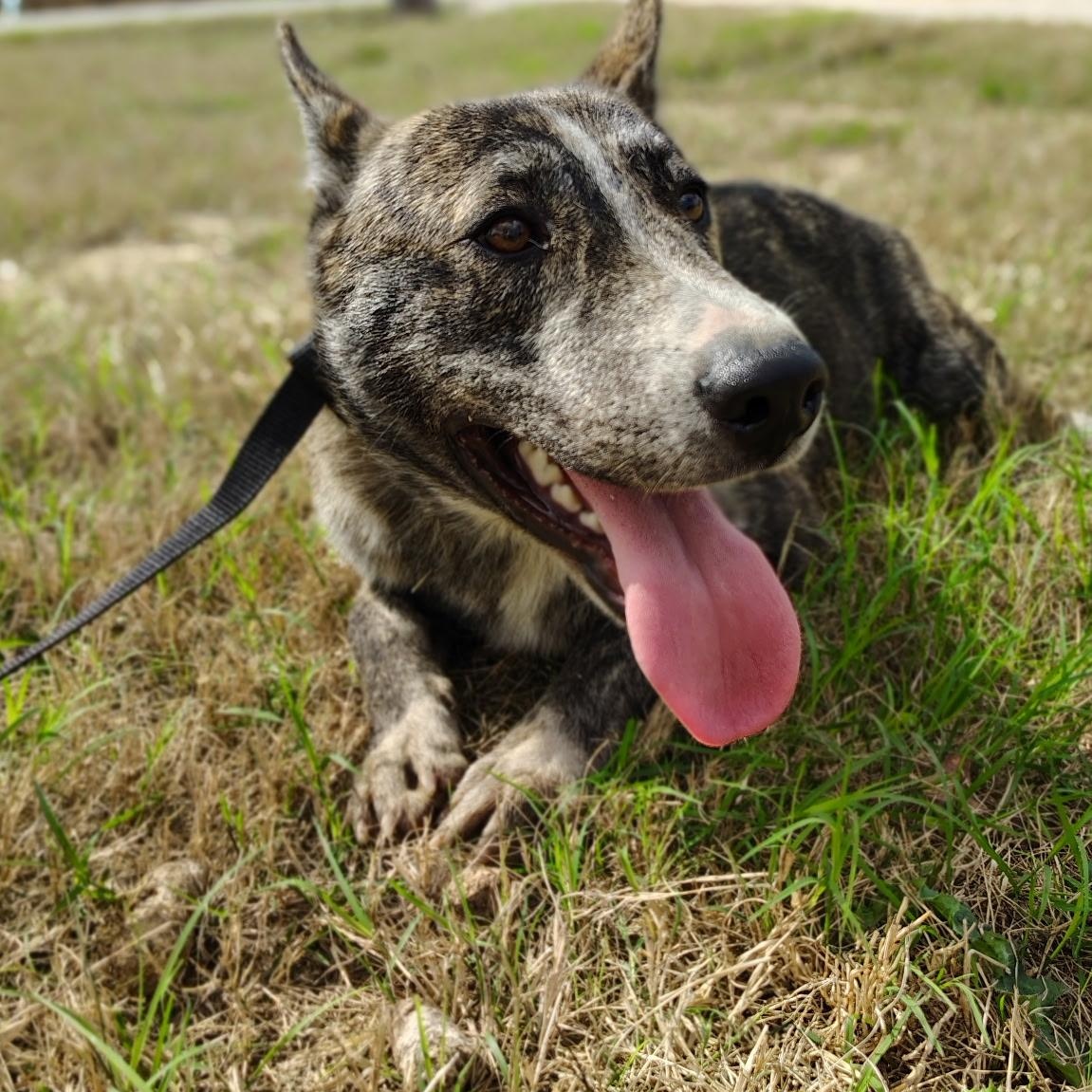 Timmy, a Adoptable mixed breed in Salem, NH image 1/5