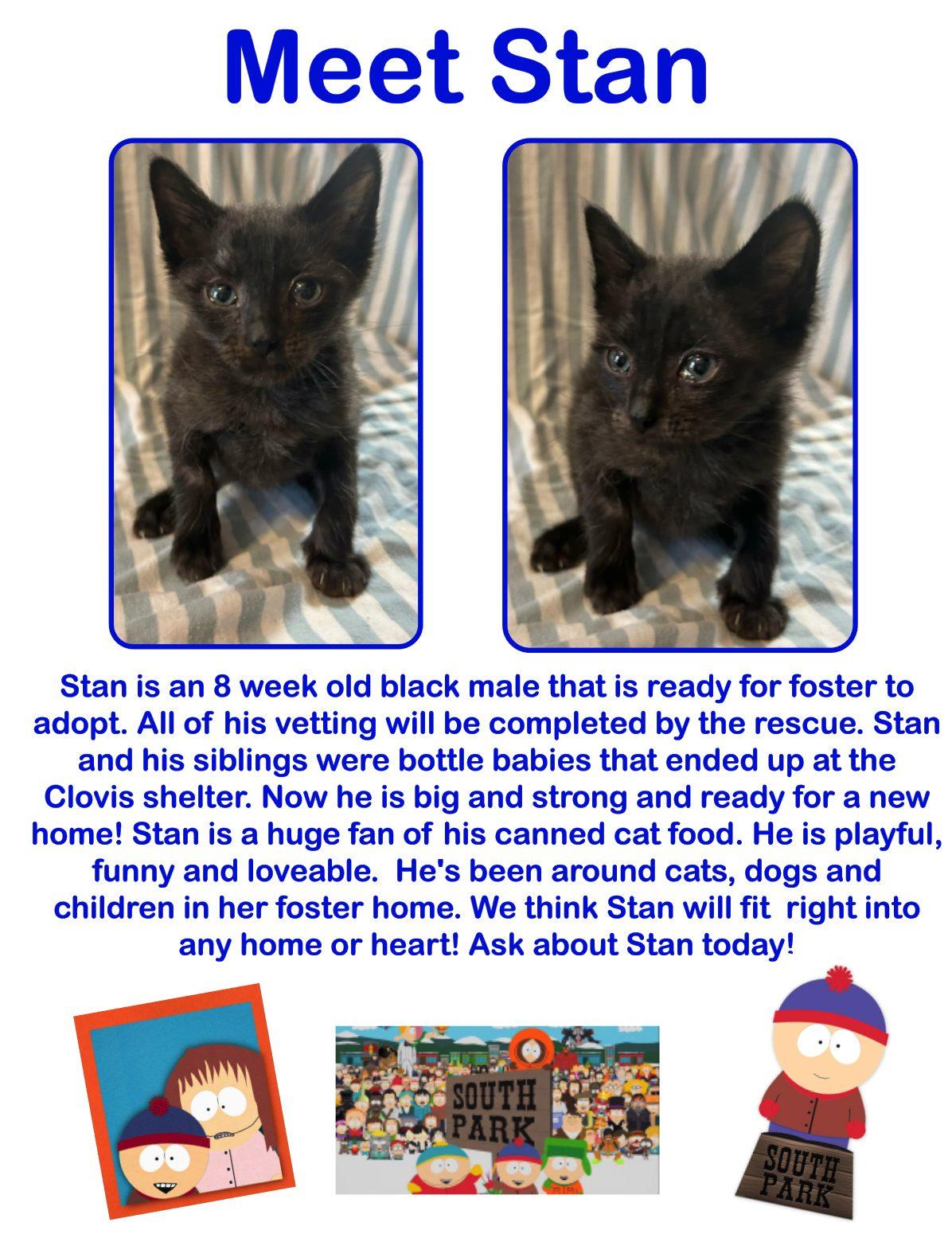 Stan, an adoptable Domestic Short Hair in Clovis, NM, 88101 | Photo Image 1