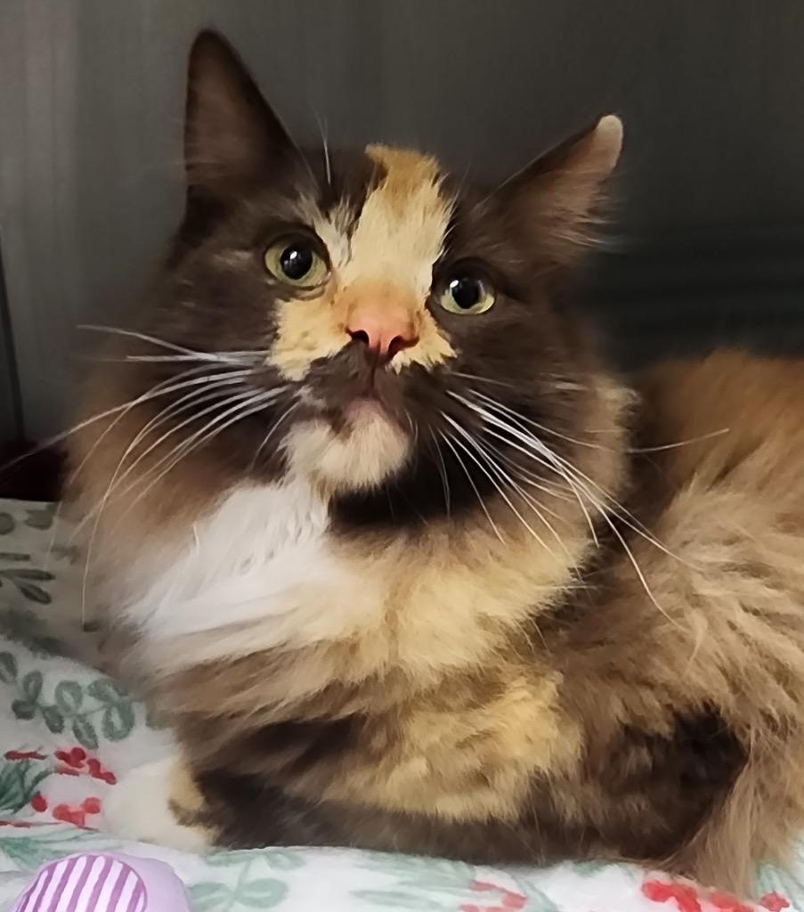 Margarita, Adoptable, Young Female Domestic Long Hair.