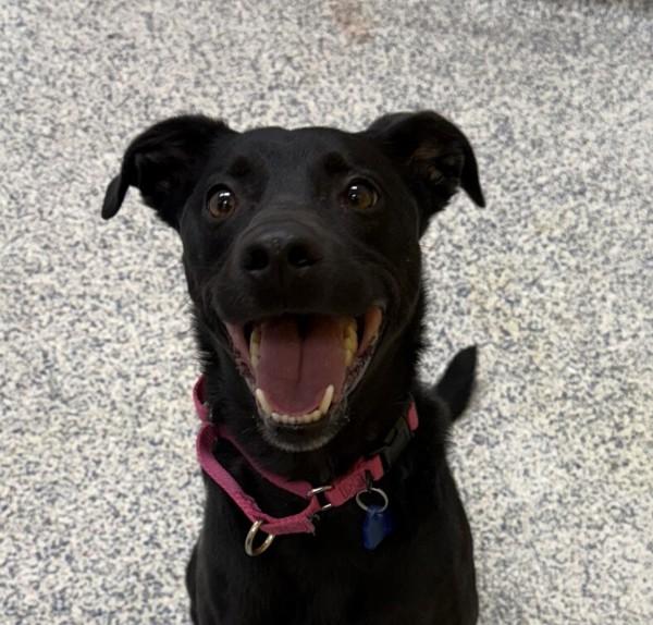 Ollie, a Adoptable mixed breed in Golden, CO image 2/2
