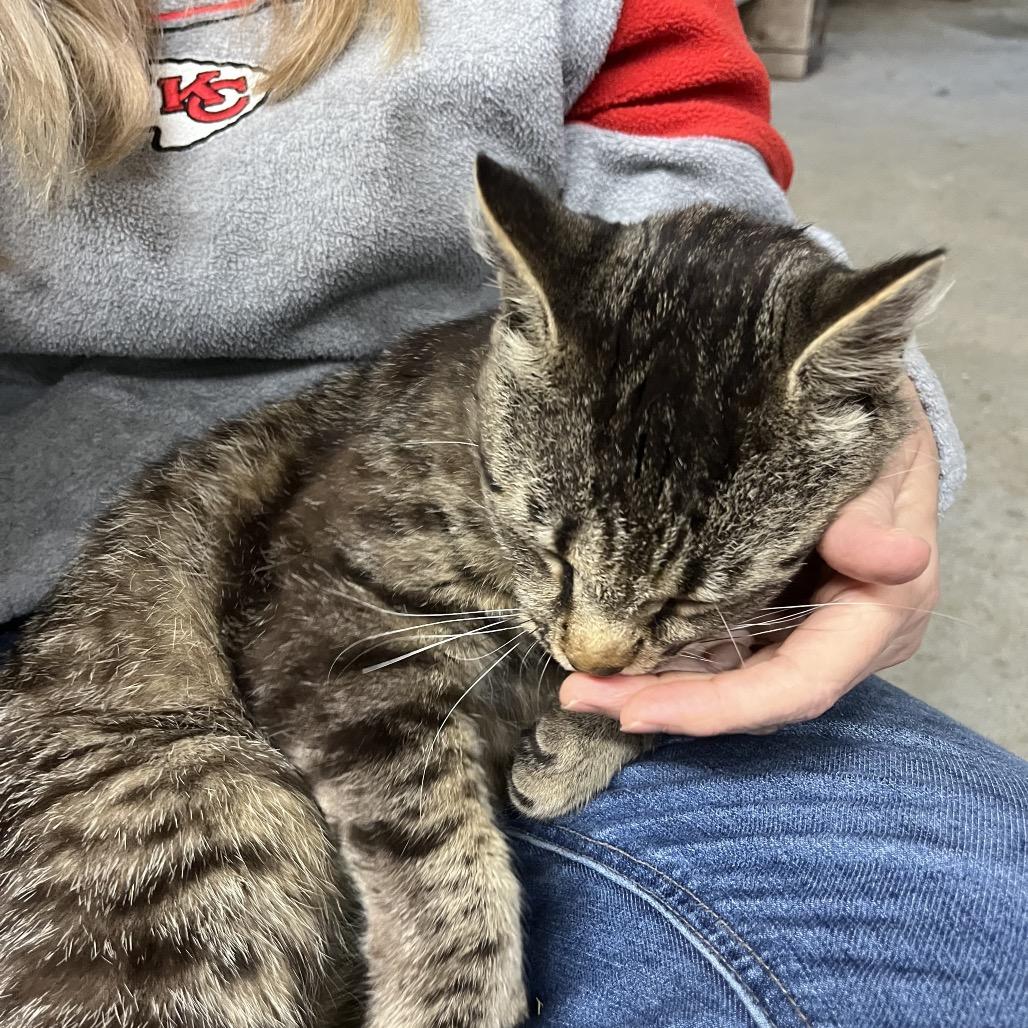 Bernie, a Adoptable Domestic Medium Hair in Overland Park, KS image 2/5