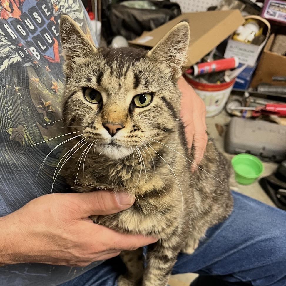 Bernie, a Adoptable Domestic Medium Hair in Overland Park, KS image 3/5