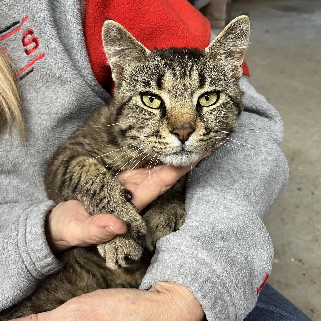 Bernie, a Adoptable Domestic Medium Hair in Overland Park, KS image 1/5