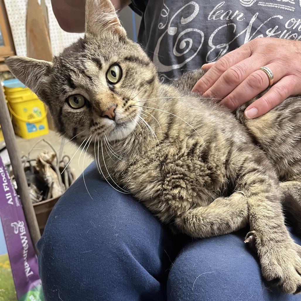 Bernie, a Adoptable Domestic Medium Hair in Overland Park, KS image 4/5