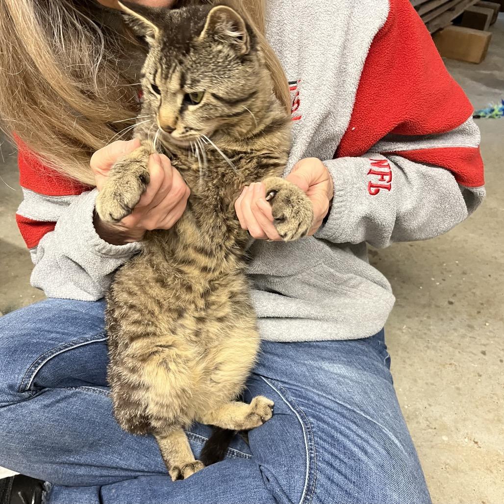 Bernie, a Adoptable Domestic Medium Hair in Overland Park, KS image 5/5