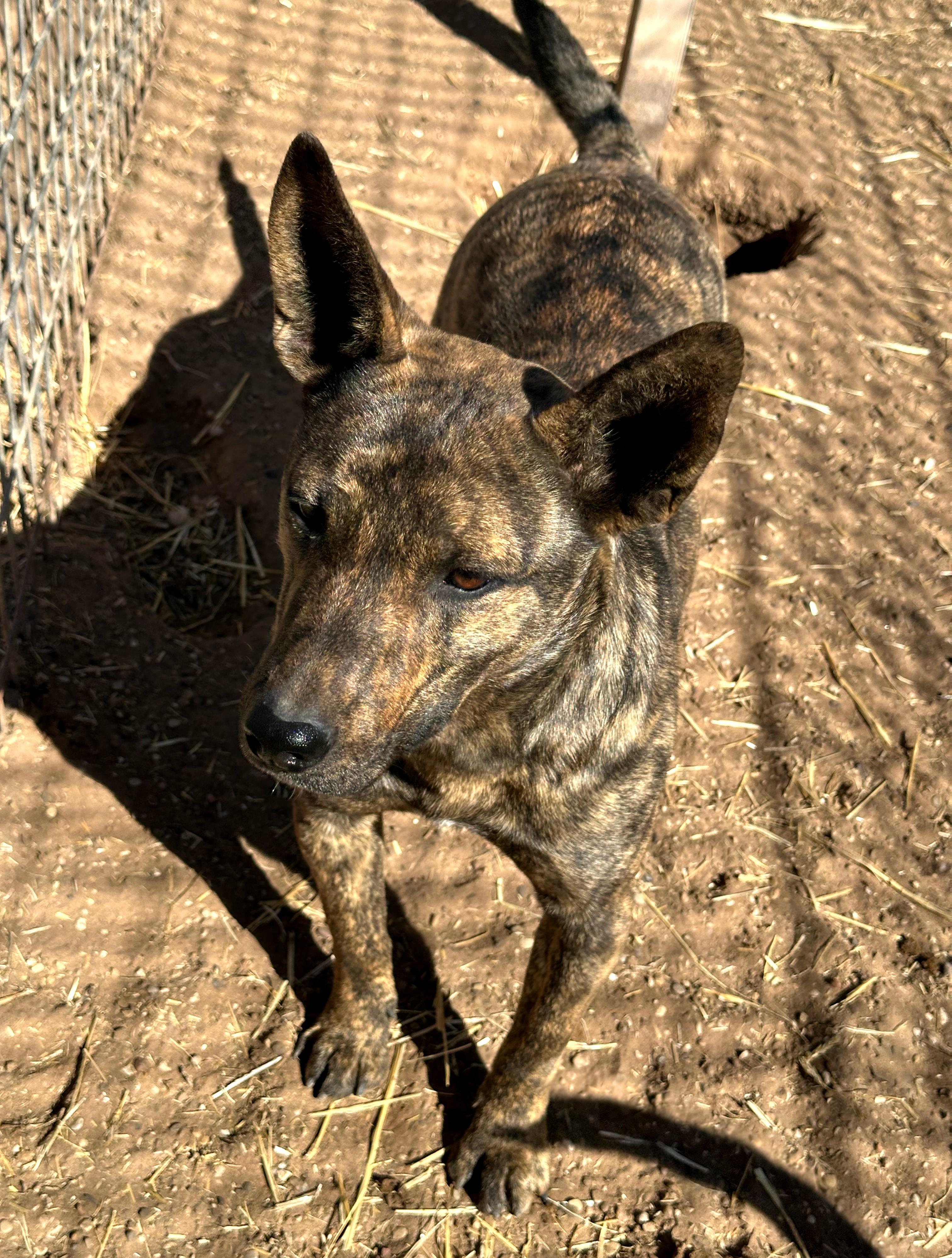 Chuy — thumbnail 2