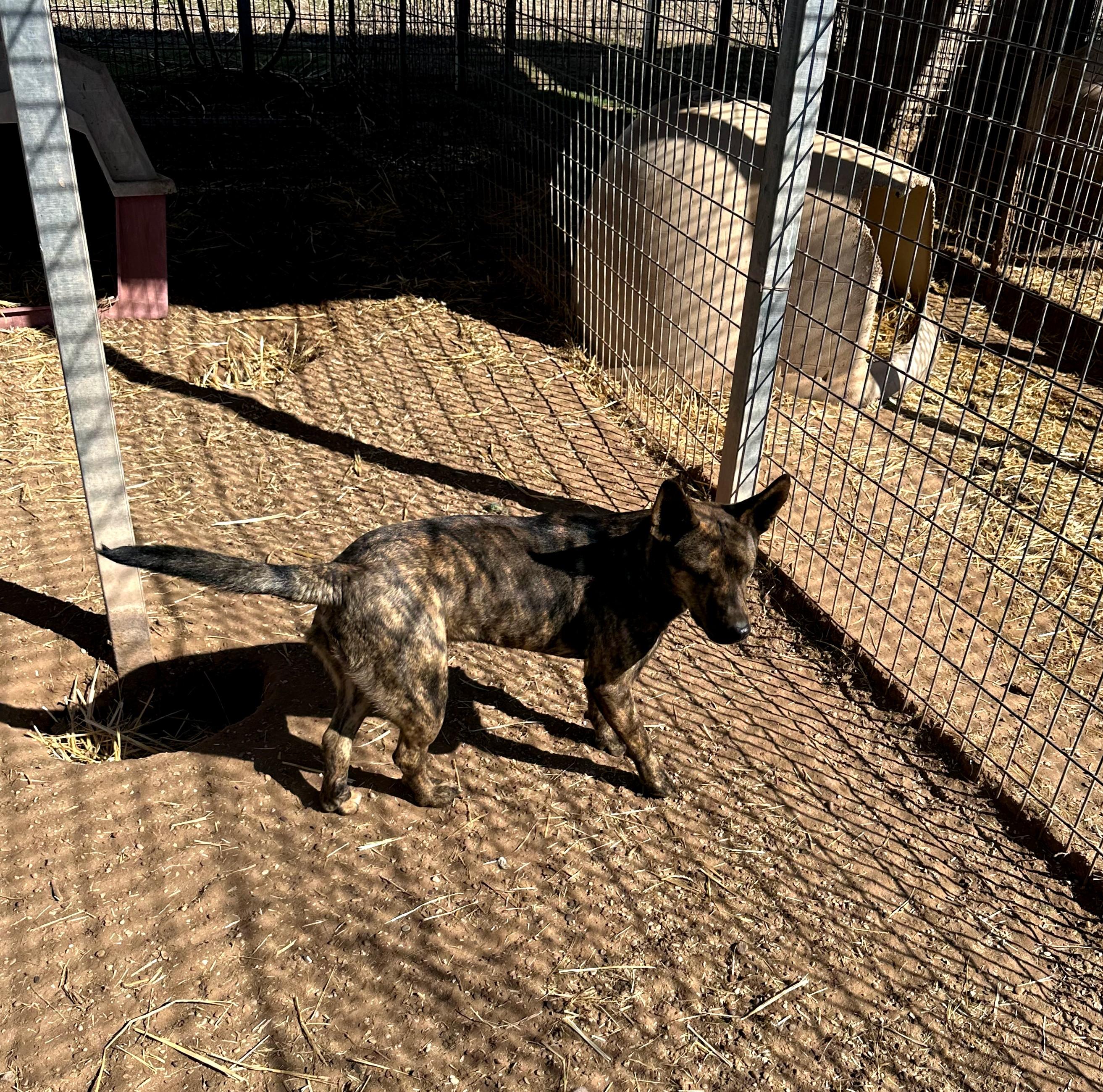 Chuy — thumbnail 3