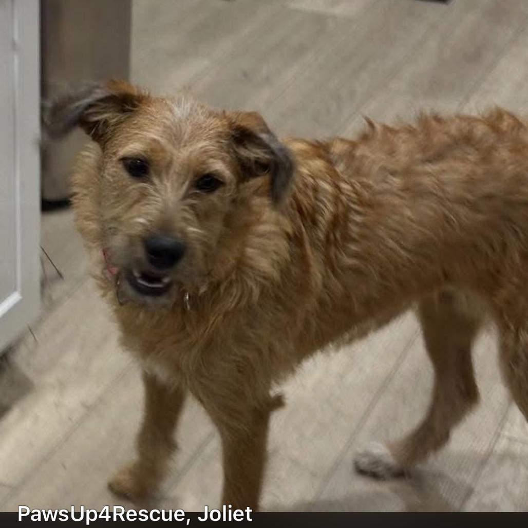 Enlarge Lucy, a Adoptable Mixed Breed in Joliet, IL image 1/1