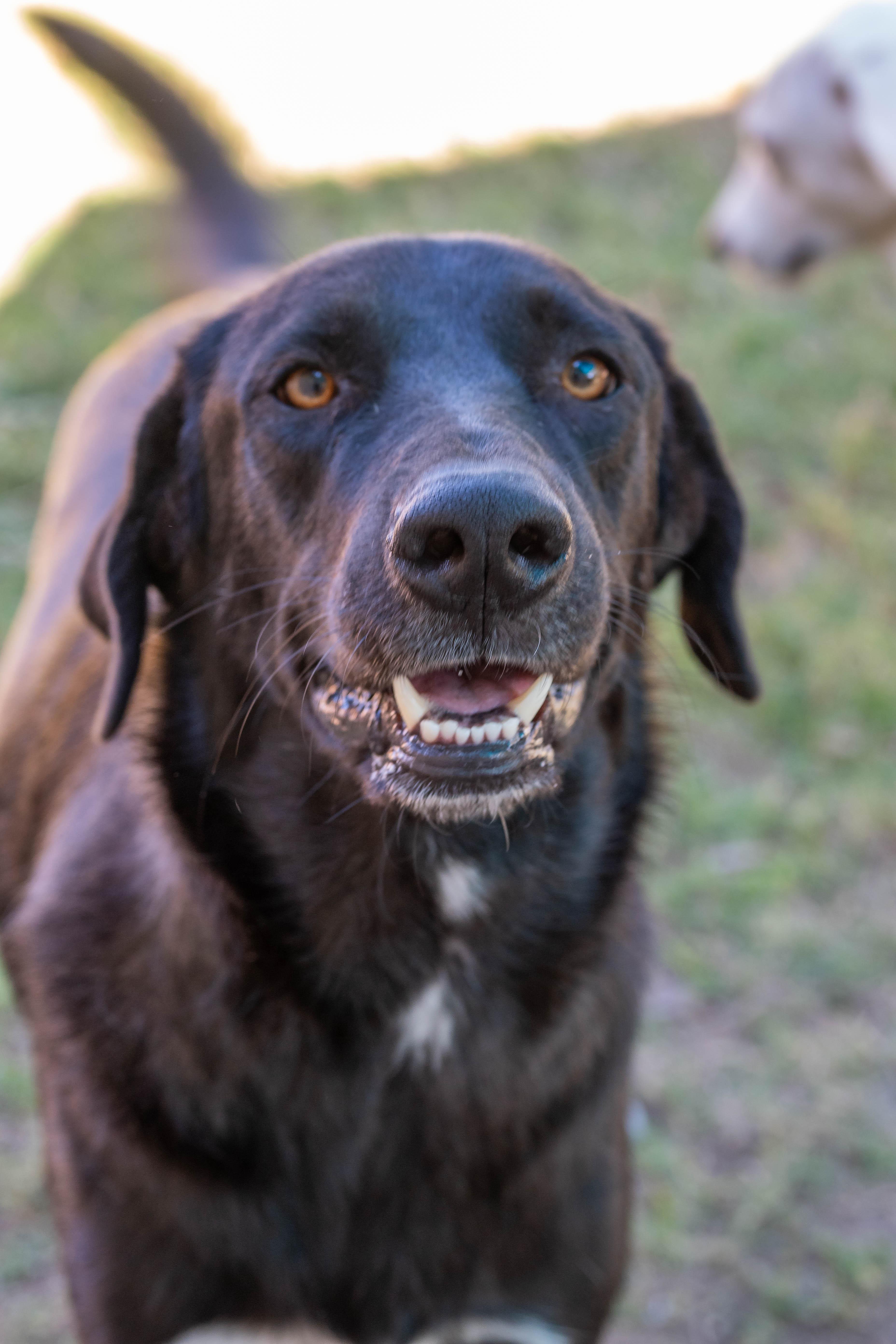 Enlarge Sammie & Silver, a Adoptable mixed breed in Pflugerville, TX image 2/6