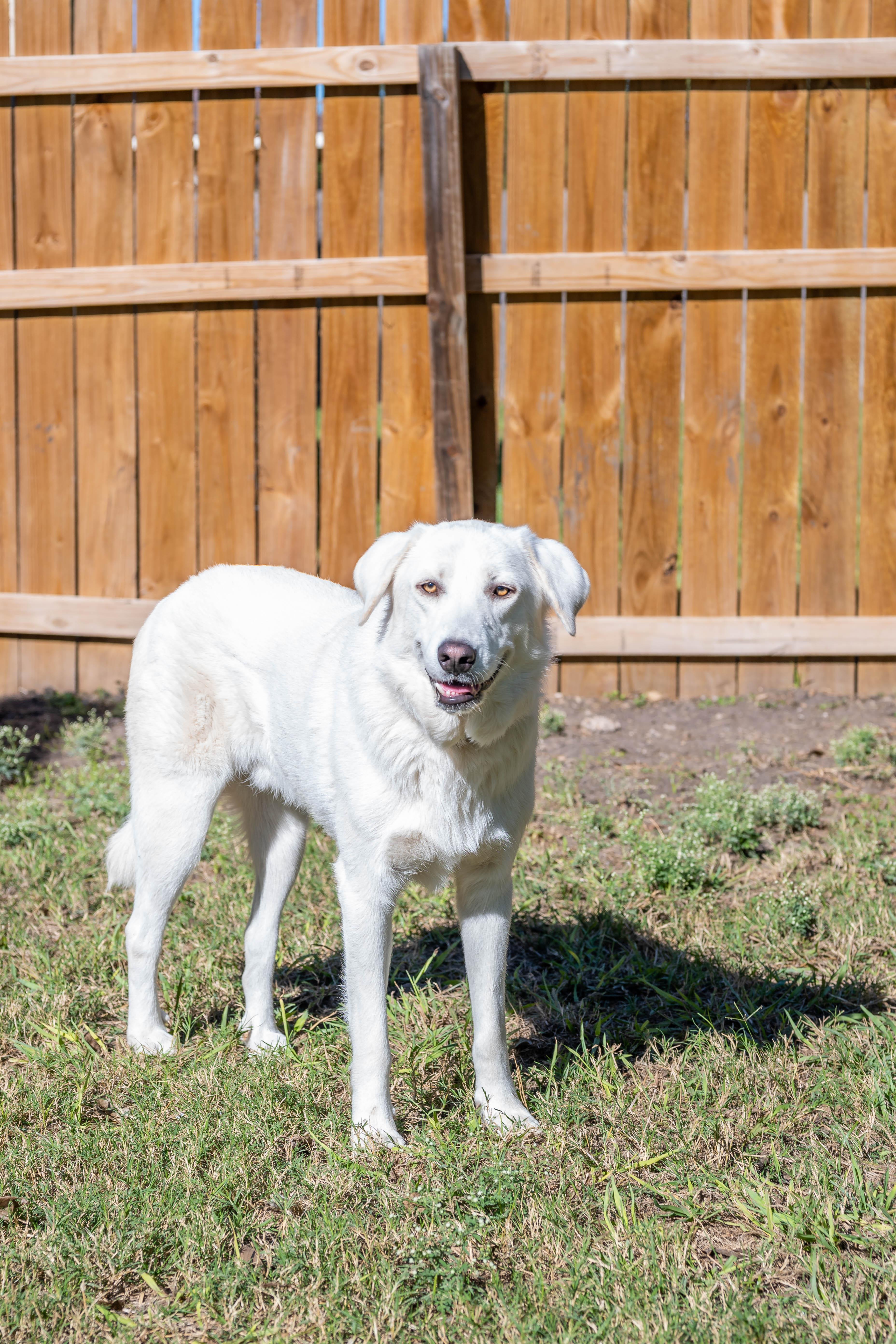 Enlarge Sammie & Silver, a Adoptable mixed breed in Pflugerville, TX image 5/6