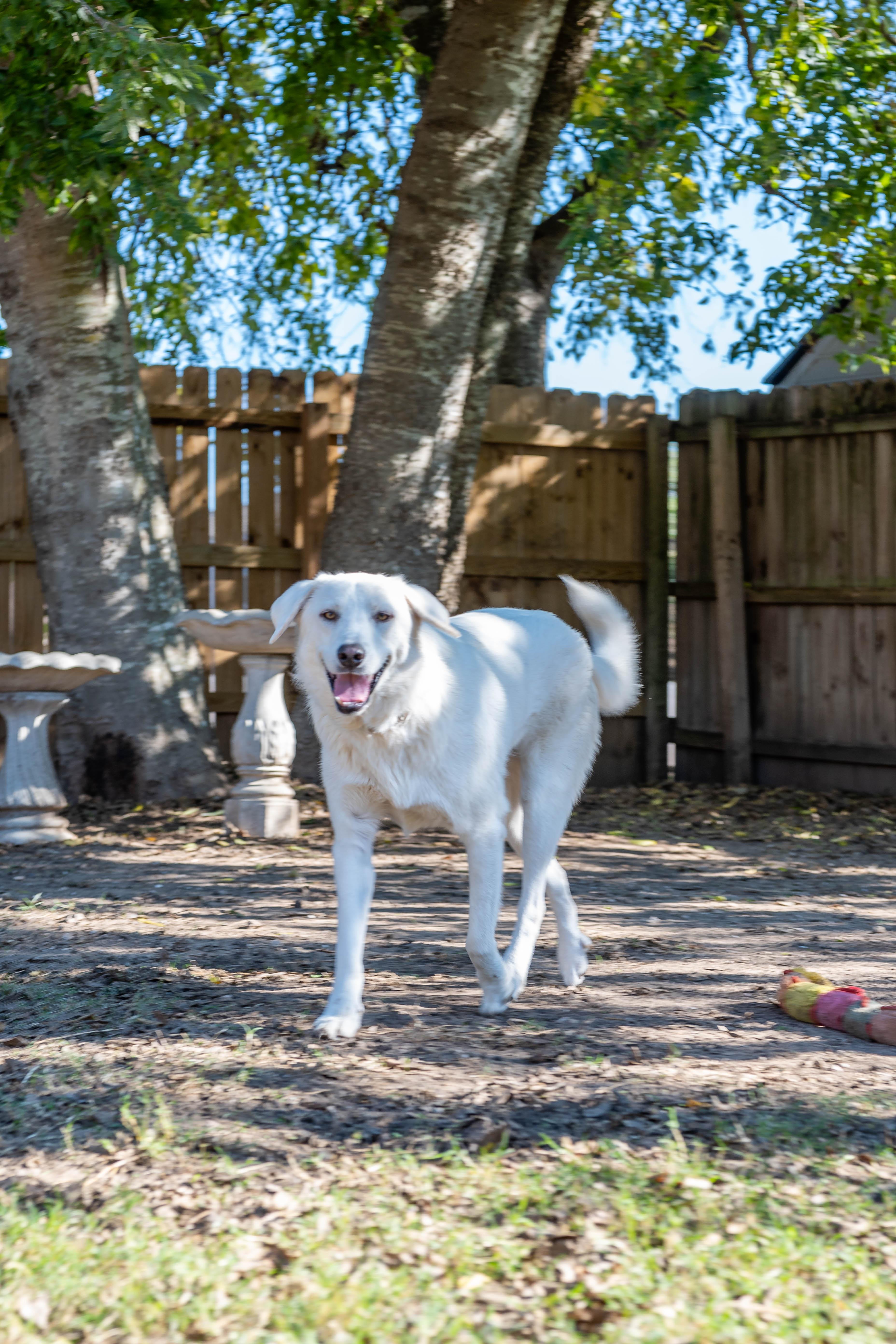 Enlarge Sammie & Silver, a Adoptable mixed breed in Pflugerville, TX image 6/6