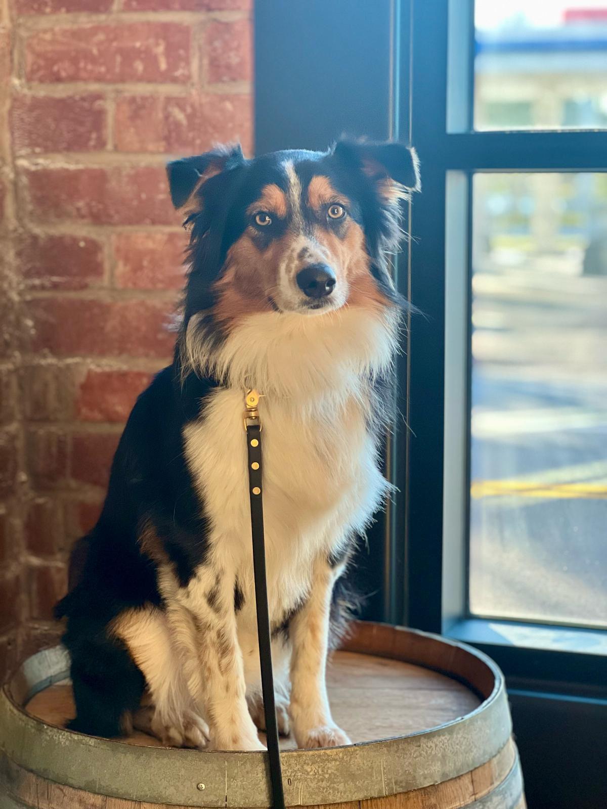 Enlarge Jax, a ADOPTABLE Australian Shepherd in Los Angeles, CA image 5/5