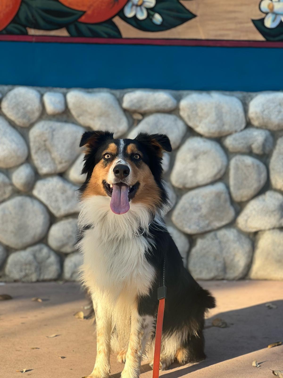 Jax, ADOPTABLE, Young Male Australian Shepherd.