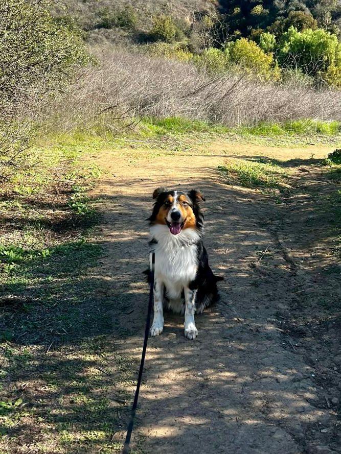 Enlarge Jax, a ADOPTABLE Australian Shepherd in Los Angeles, CA image 3/5