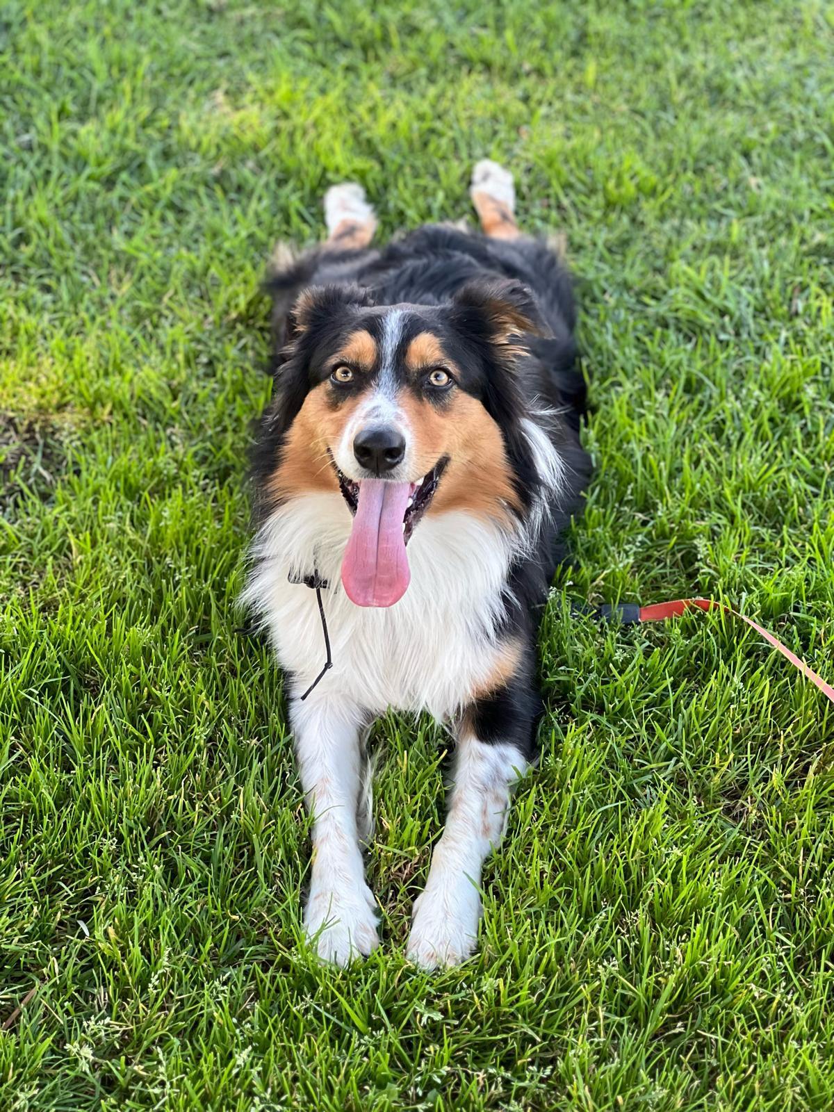 Enlarge Jax, a ADOPTABLE Australian Shepherd in Los Angeles, CA image 2/5