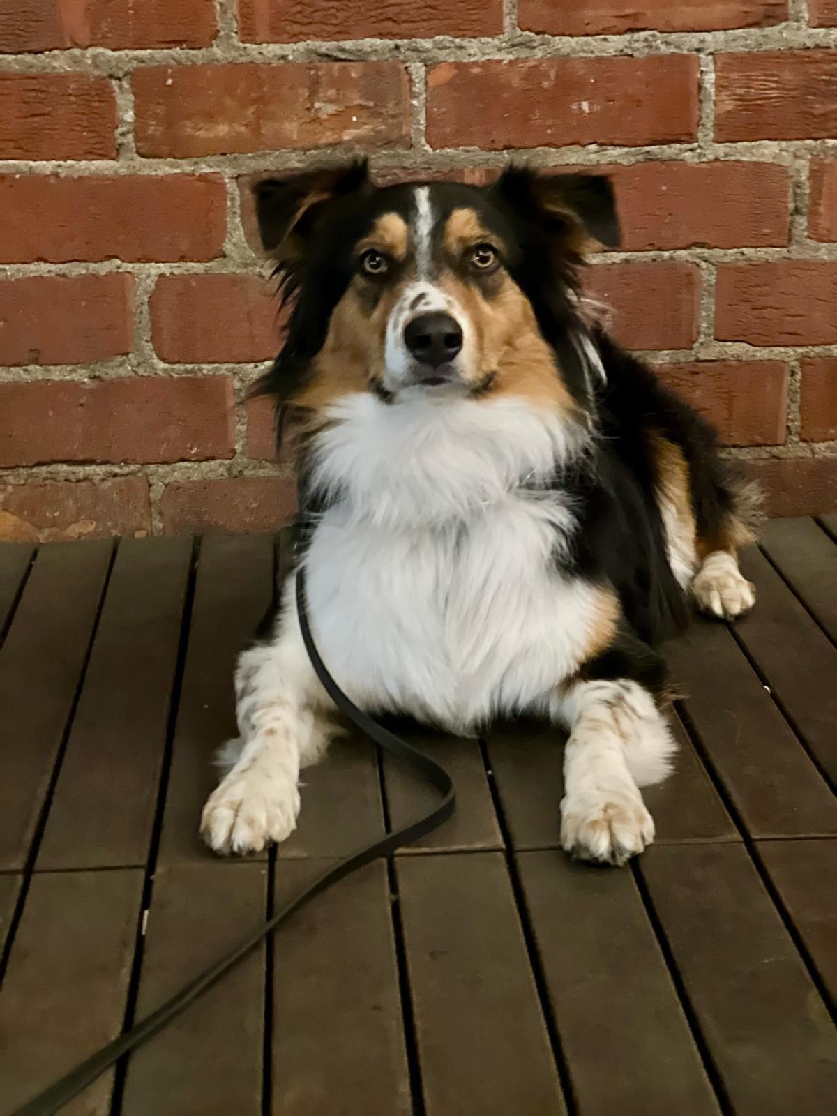 Enlarge Jax, a ADOPTABLE Australian Shepherd in Los Angeles, CA image 4/5
