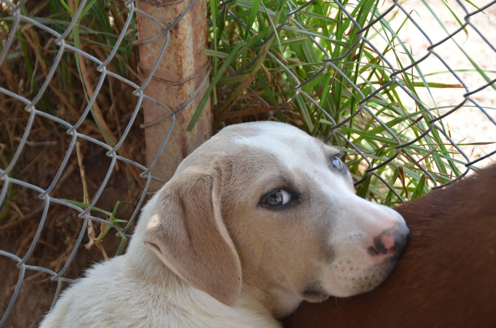 Kali, Young Female unknown