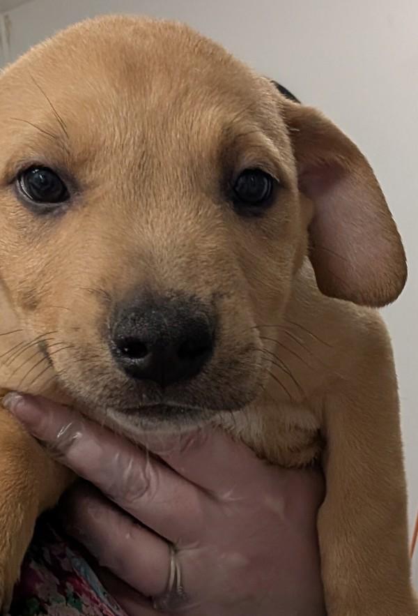 Atlas - Adoption Pending, Adoptable, Puppy Male American Staffordshire Terrier & Australian Cattle Dog / Blue Heeler.