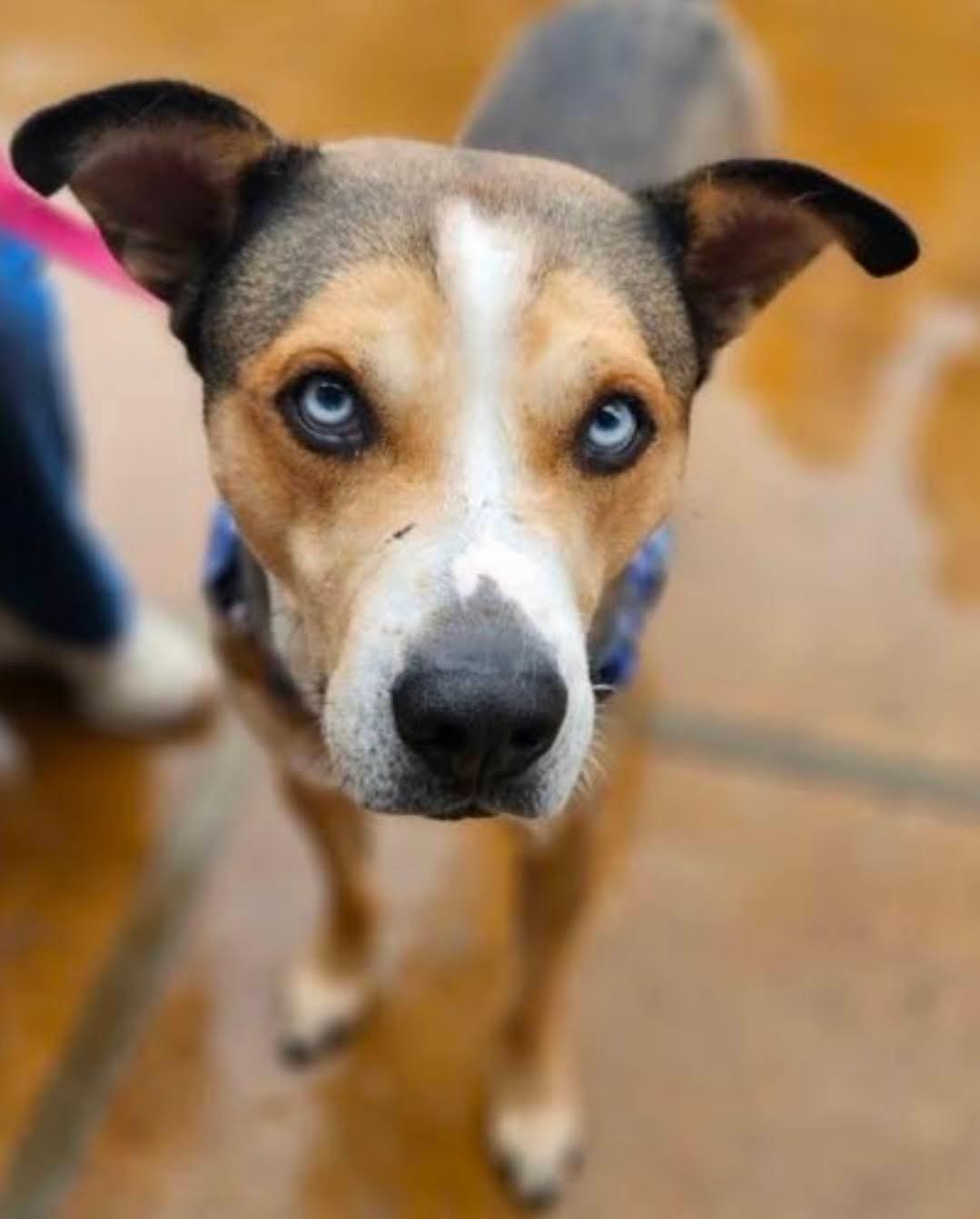 Clayton, a Adoptable mixed breed in Scottsdale, AZ image 2/2