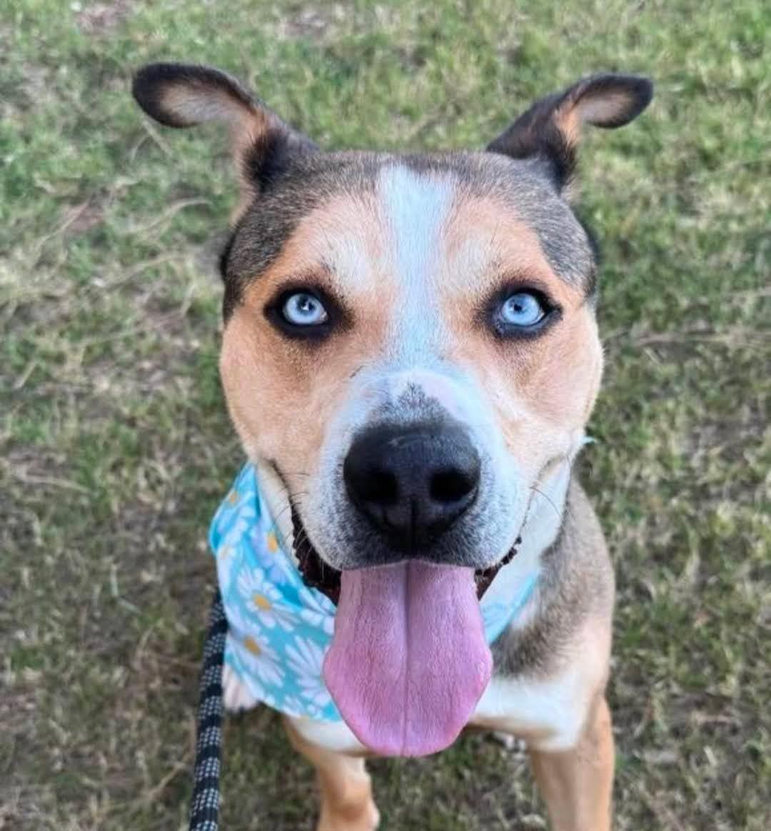 Clayton, Adoptable, Adult Male Pit Bull Terrier & Siberian Husky.