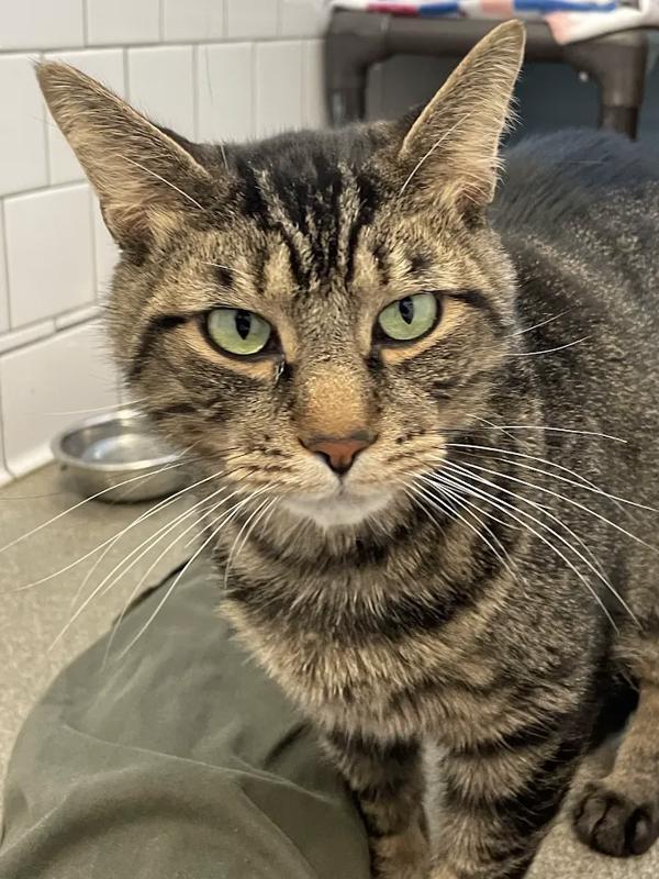 Phil, Adoptable, Young Male Domestic Short Hair.