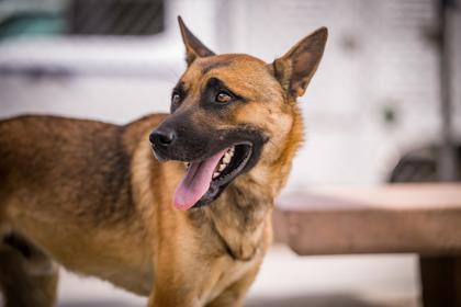 Enlarge Wiley, a Adoptable Dutch Shepherd in Hamilton, MT image 1/5