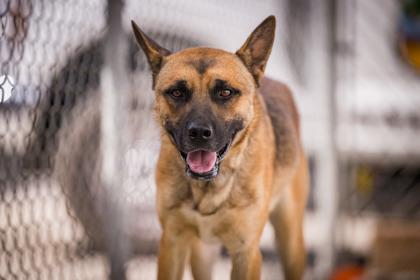 Enlarge Wiley, a Adoptable Dutch Shepherd in Hamilton, MT image 3/5