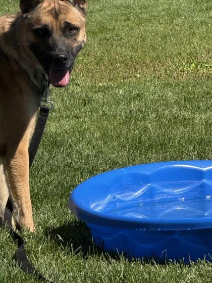 Enlarge Wiley, a Adoptable Dutch Shepherd in Hamilton, MT image 4/5