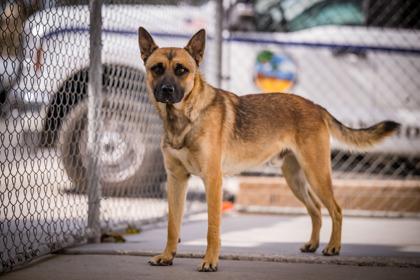 Enlarge Wiley, a Adoptable Dutch Shepherd in Hamilton, MT image 2/5