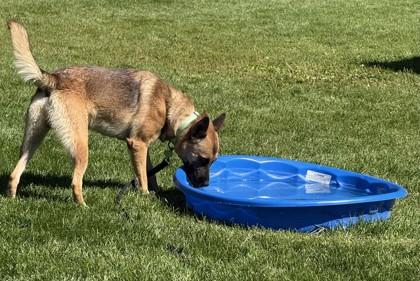 Enlarge Wiley, a Adoptable Dutch Shepherd in Hamilton, MT image 5/5