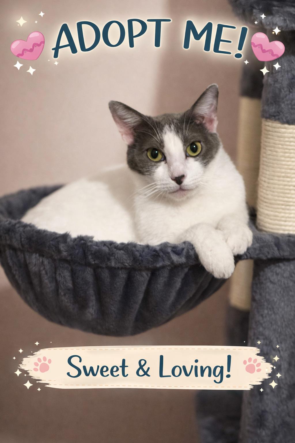 Enlarge Nellie, a Adoptable Domestic Short Hair in Jacksonville, FL image 1/4