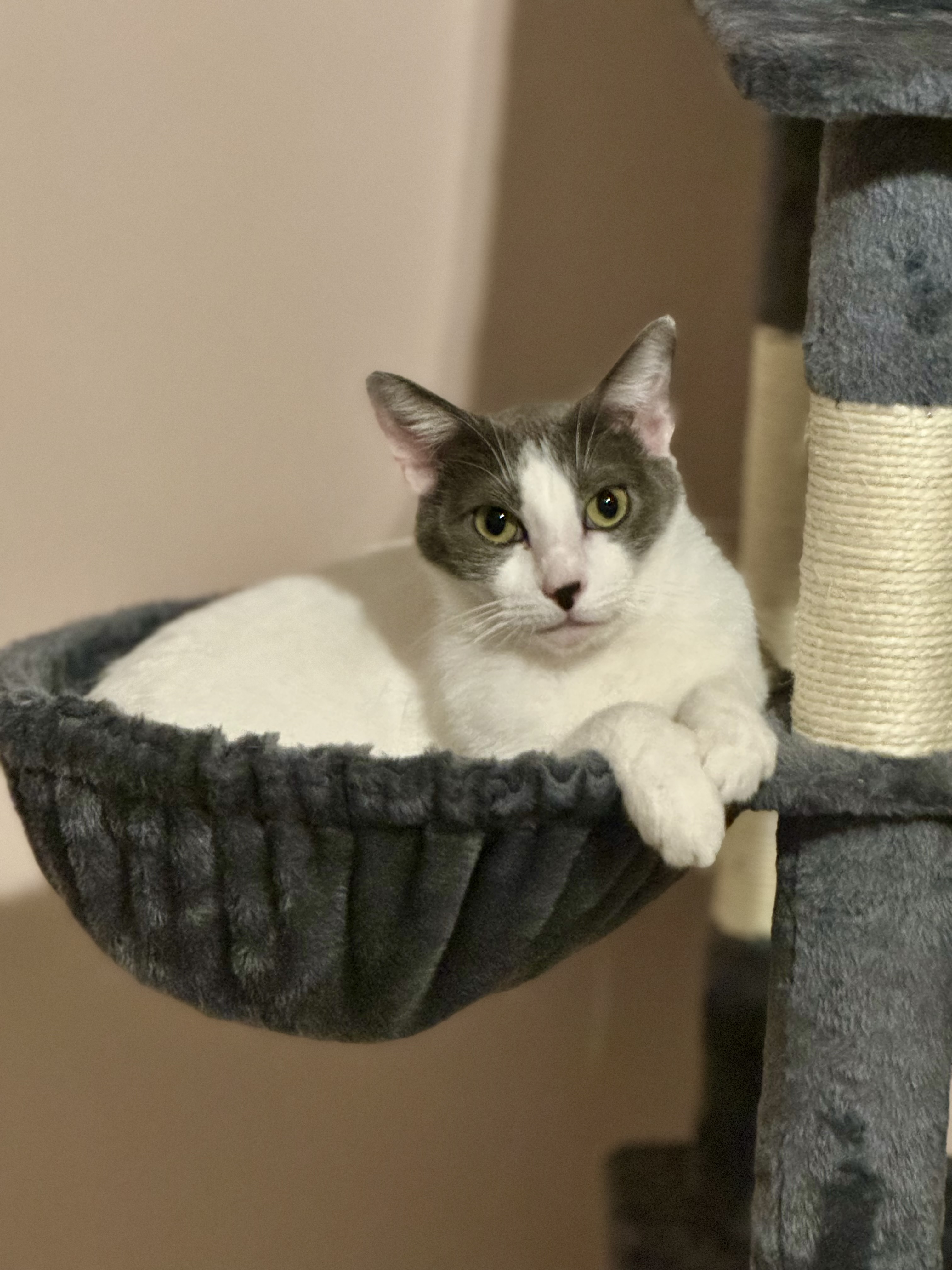 Nellie, Adult Male Domestic Short Hair