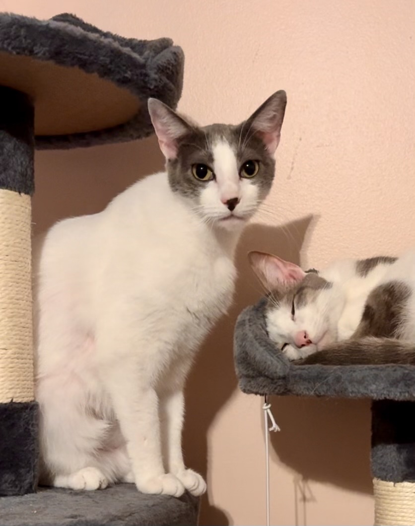 Enlarge Nellie, a Adoptable Domestic Short Hair in Jacksonville, FL image 3/4