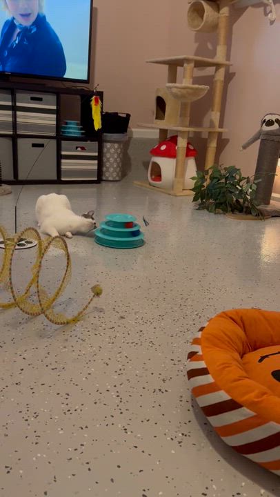 Enlarge Nellie, a Adoptable Domestic Short Hair in Jacksonville, FL video 4/4