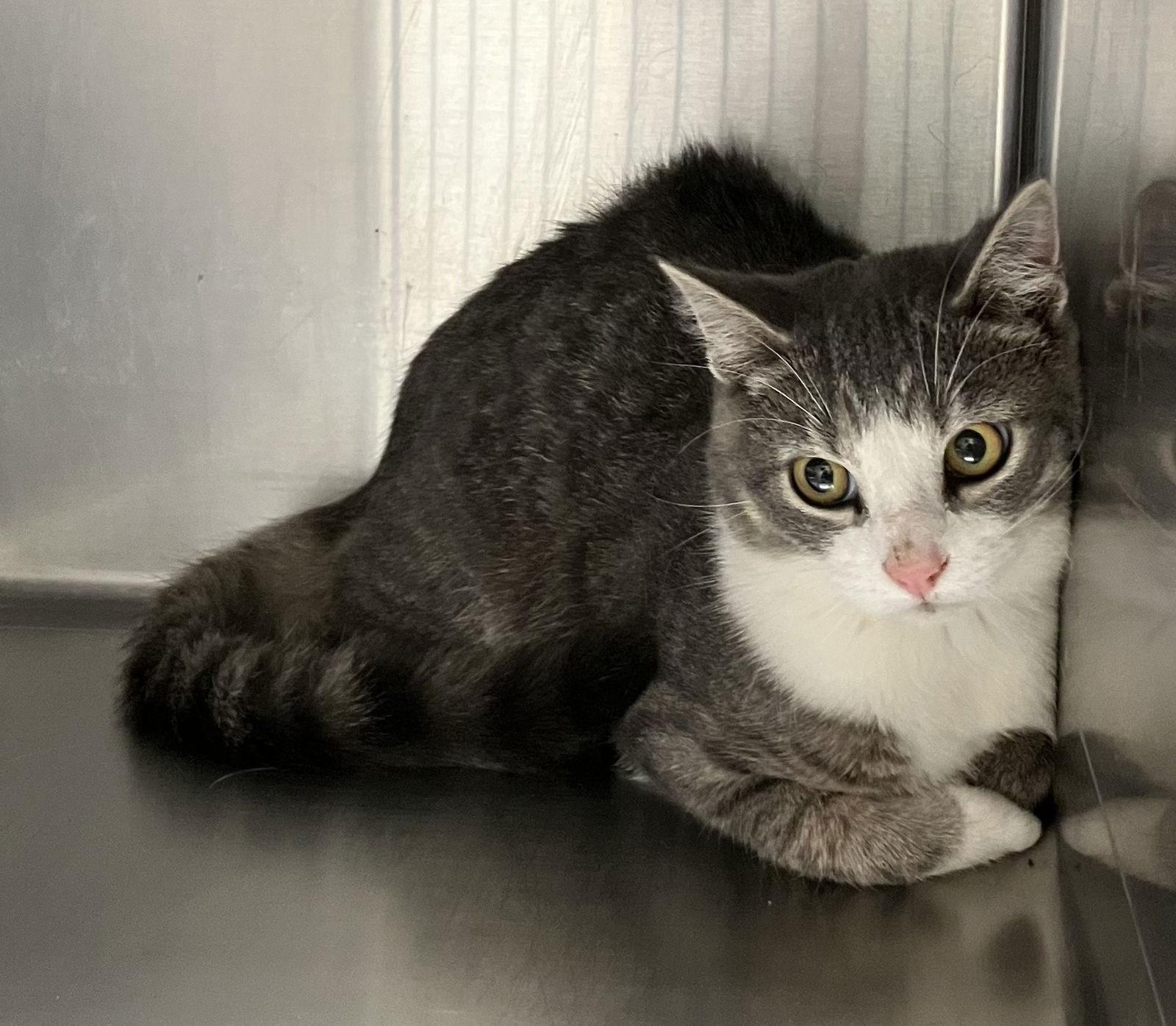 Enlarge Hank - Gray & White Cat - Foster Care, a Adoptable Domestic Short Hair in Mitchell, SD image 1/1