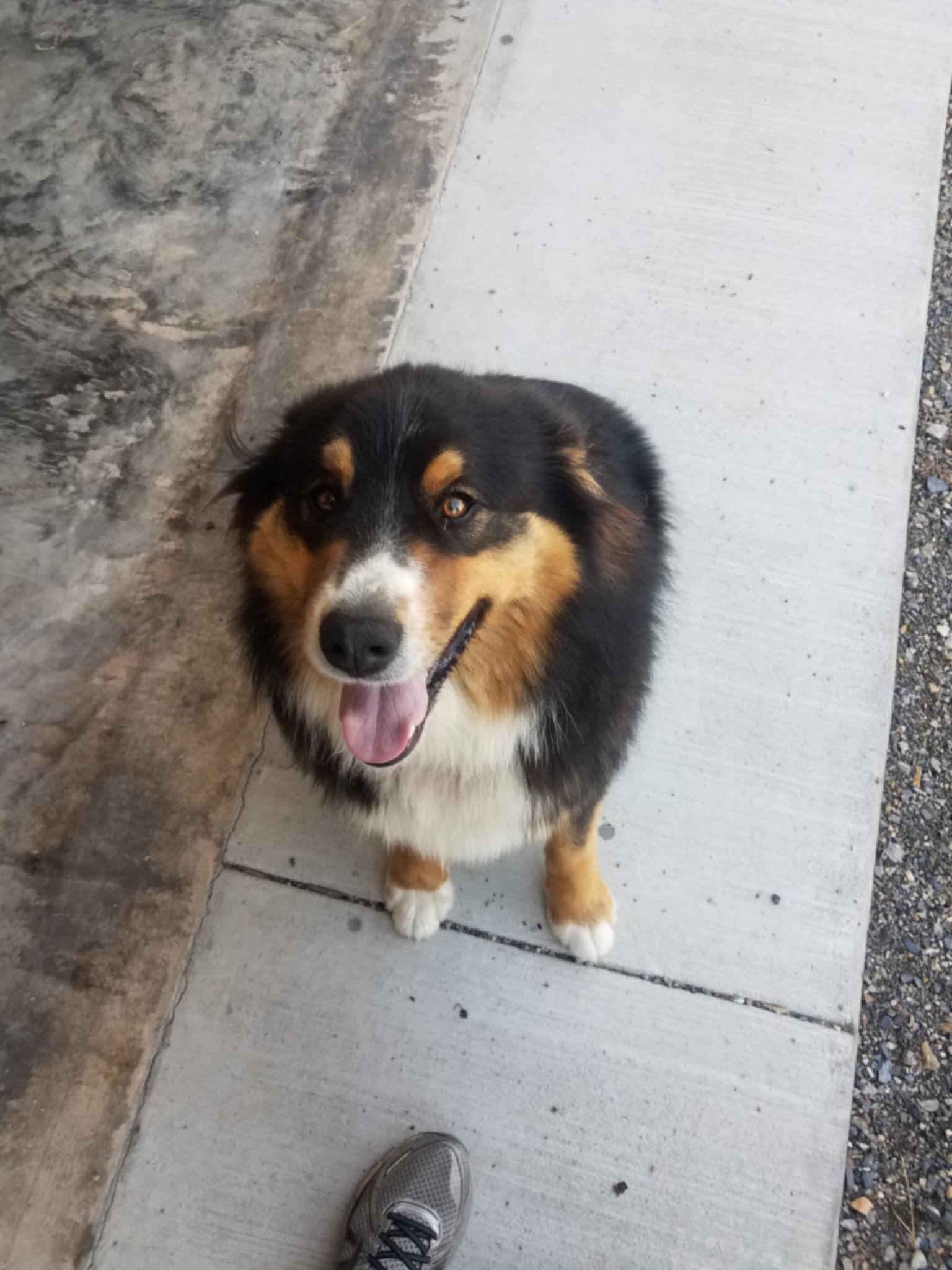 Romeo - Courtesy Post, an adoptable Australian Shepherd in Floyd, VA_image-1
