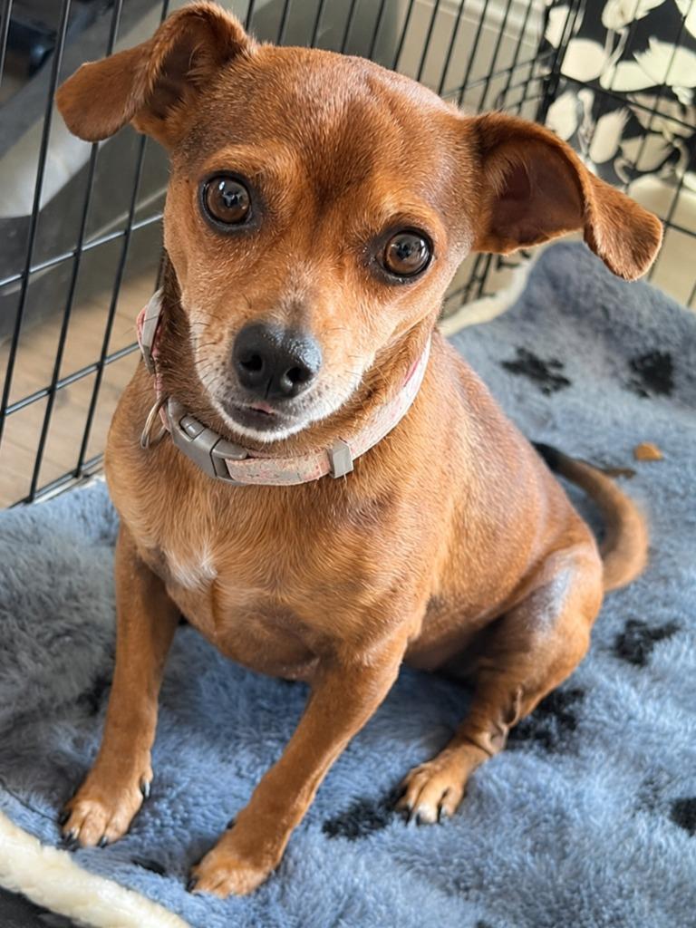 Nugget - Adopt Me!, Adoptable, Adult Female Chihuahua & Terrier.