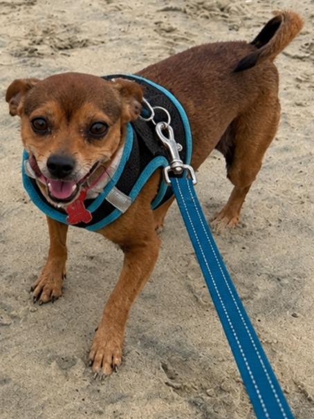 Enlarge Nugget - Adopt Me!, a Adoptable mixed breed in Lake Forest, CA image 2/6