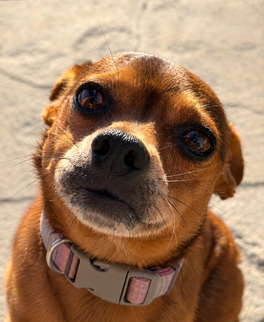 Enlarge Nugget - Adopt Me!, a Adoptable mixed breed in Lake Forest, CA image 3/6